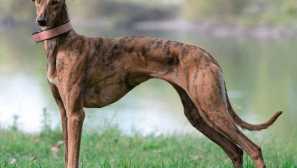 Poljski greyhound - hitri lovec za rampart